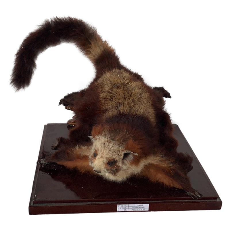 �t������˱�